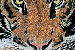 Eye-of-the-Tiger